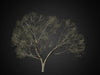 cghelios 3d models vegetation HeliosVegetation vol.1 Autumn leafless tree 
