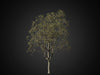 cghelios 3d models vegetation HeliosVegetation vol.1 Autumn leafless tree 