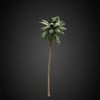 cghelios 3d models vegetation HeliosVegetation vol.3 palm tree