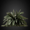 cghelios 3d models vegetation HeliosVegetation vol.3 palm tree