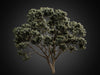 cghelios 3d models vegetation HeliosVegetation vol.2 Eucalyptus tree 