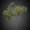 cghelios 3d models vegetation HeliosVegetation vol.7 akacia olea 